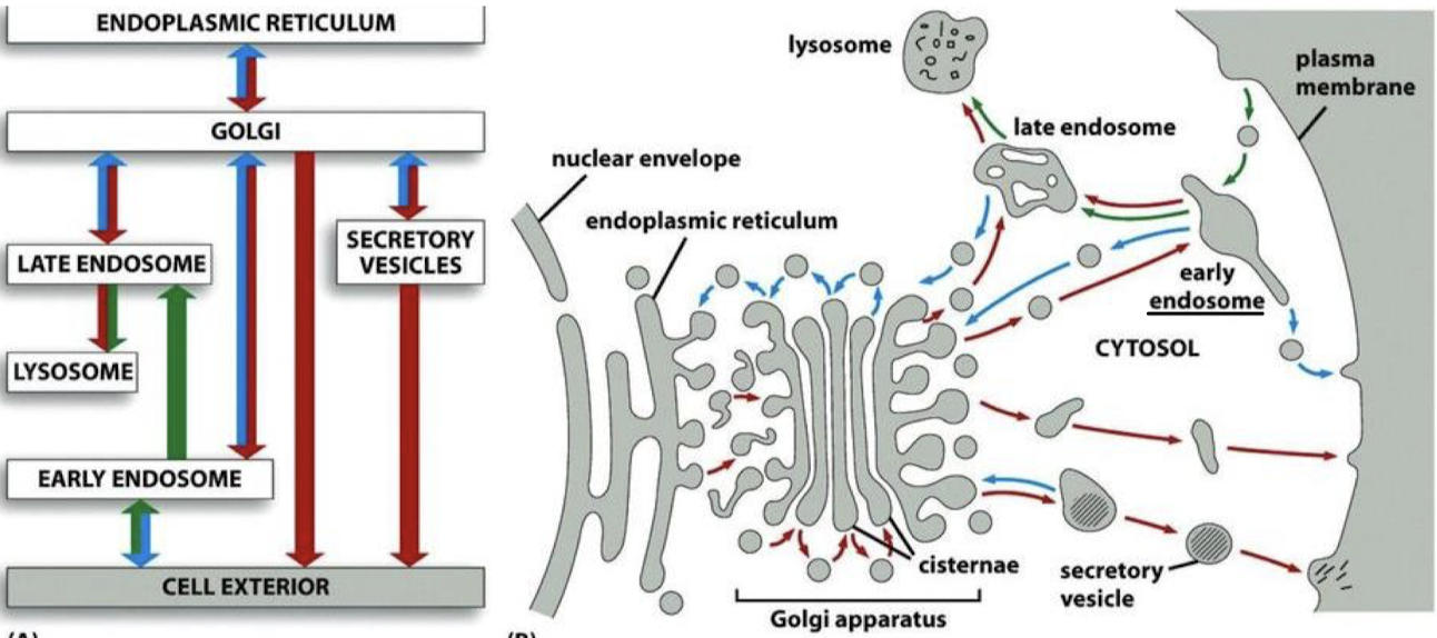 <p>Cell exterior to early endosome to late endosome and to a lysosome.</p>