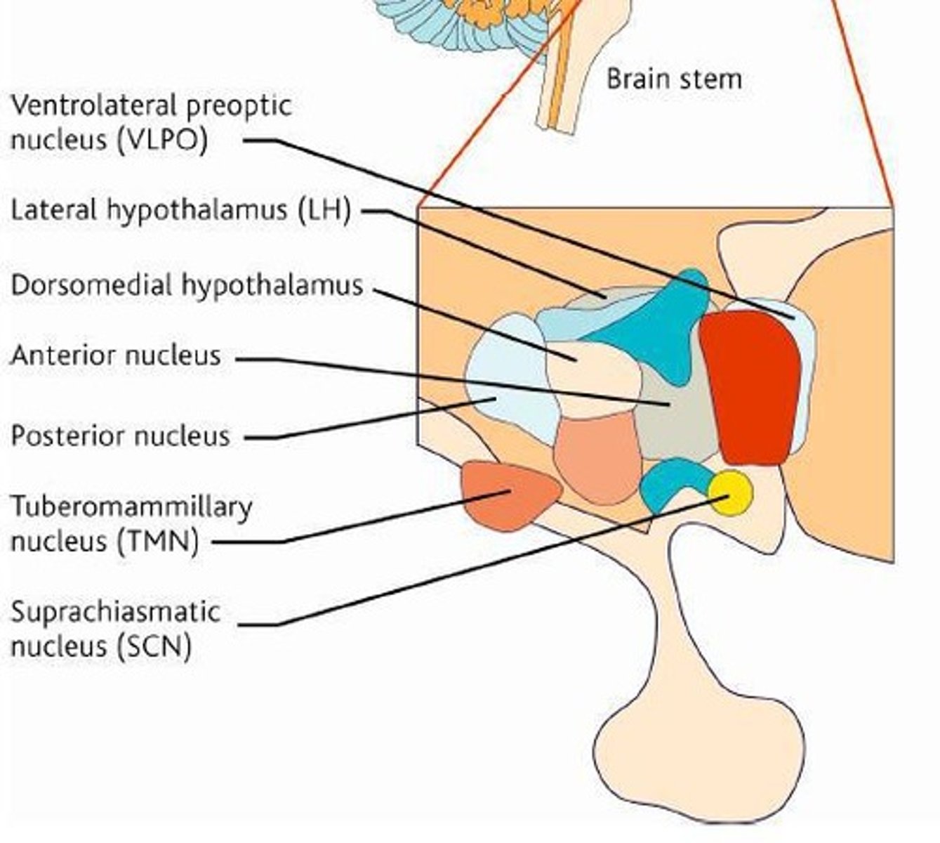 <p>The hypothalamus contains nuclei that regulate sleep/wake states, including the release of melatonin.</p>
