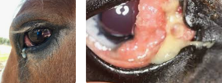 <p><span style="background-color: transparent;"><strong><span>Squamous Cell Carcinoma (SCC)</span></strong></span></p>