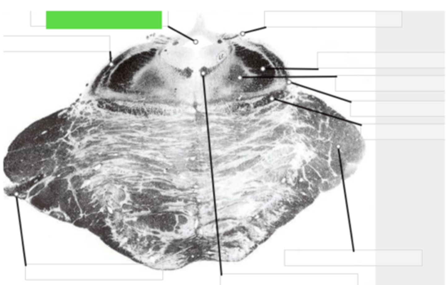 knowt flashcard image