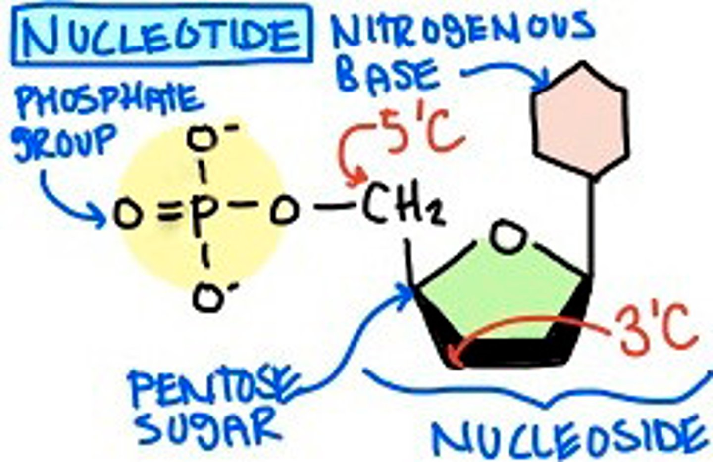 <p>a constituent of nucleic acids, consisting of a 5-carbon sugar, a nitrogen-containing base, and one or more phosphate groups</p>