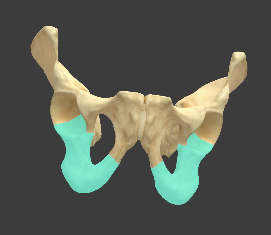 <p>Name and bone</p>