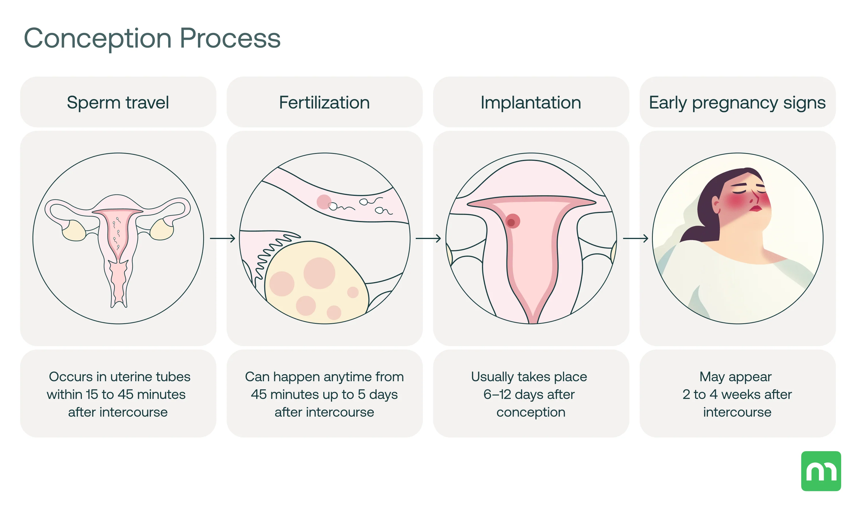 <p>conception is  when sperms meet egg</p><p>Sperm can survive inside the body for a maximum of <strong>5 days</strong> before ovulation starts, so it <span><span>occur during a 6 day window that begins 5 days before ovulation. </span></span></p>