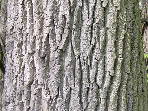 Family: Salicaceae

SN: Populus deltoides