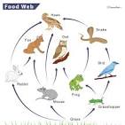 <p>A food web is basically just a network of food chains, or another way to say it  is a bunch of food chains jumbled then strung again. So, a food web is often is done correctly a great representation of an ecosystem, excluding the decomposers in most cases. So it includes producers, secondary consumers, etc, until tertiary consumers. Also, they kinda look like a web.</p>