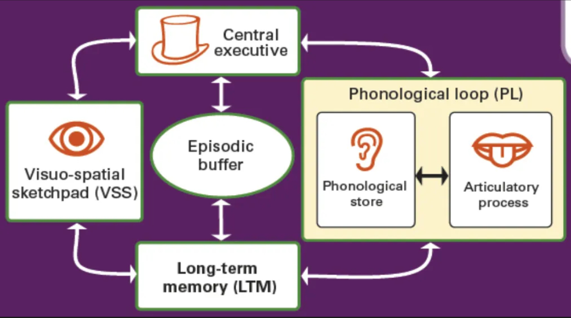 <ul><li><p>Central executive</p></li><li><p>Phonological loop</p></li><li><p>Visio-spatial sketchpad</p></li><li><p>Episodic buffer</p></li></ul>