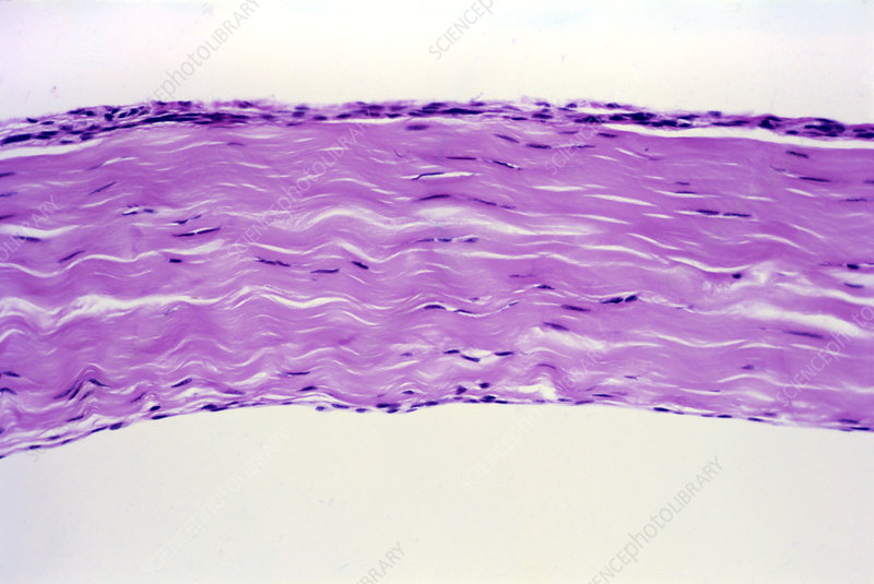 <p>What structure is shown in this image?</p>