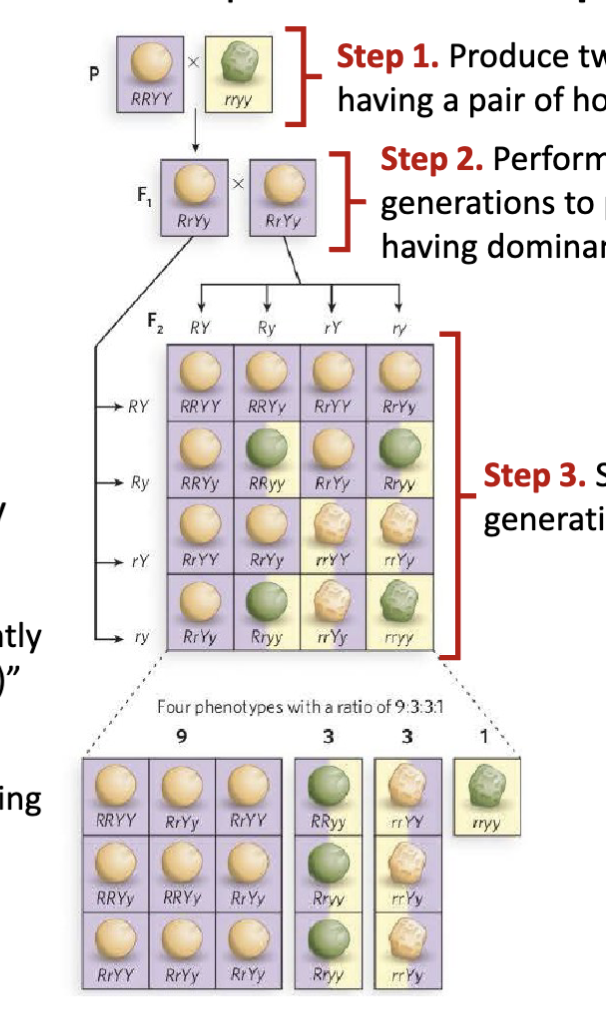 <p>Step 1:  <span>Produce two P generations each having a pair of homogeneous traits</span></p><p><span>Step 2: Perform dihybrid cross of P generations to produce F1 generation having dominant traits</span></p><p><span>Step 3: Self-cross pollinate the F1 generation to produce F2 generation</span></p>