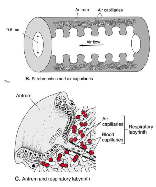 <p>Reptiles</p><p>• Air capillaries interwoven by dense vascular capillary beds</p><p>• Short diffusion distance</p>