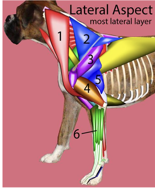 <p>Muscles of the <u>left throacic limb, lateral aspect</u> → <strong>#1</strong></p>
