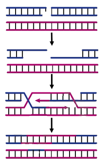 <p>Repairs double stranded DNA breaks</p><p>Uses sister chromatid as template</p><p>After replication, as it requires sister chromatid</p>