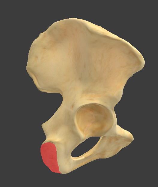 <p>What structure is highlighted in red?</p>