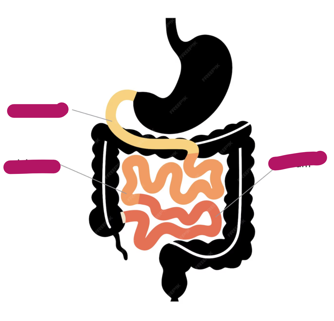 <p>define Gastrointestinal Regulatory Peptides and list the peptides</p><p>Label the small intestine</p>