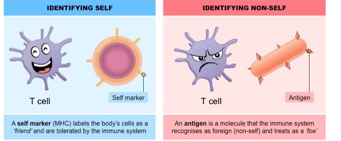 <p>Why is distinguishing between self and non self essential?</p>