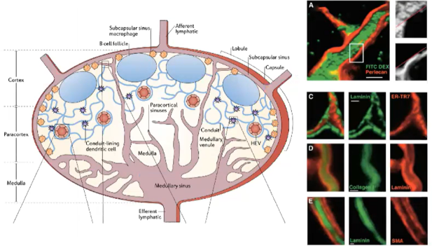 <ul><li><p><strong>Small Antigens</strong>:</p><ul><li><p><strong>&lt;60-70 kilodaltons</strong> (e.g., soluble proteins) are transported through a <strong>conduit system</strong> in the lymph node.</p></li><li><p><strong>Conduits</strong> extend from the <strong>capsule</strong> into the <strong>T cell zone</strong>, allowing direct access for T cells.</p></li><li><p><strong>Dendritic cells</strong> in the T cell zone pick up, process, and present these antigens on <strong>MHC molecules</strong> to T cells.</p></li></ul></li><li><p><strong>Large Antigens</strong>:</p><ul><li><p>Captured by <strong>dendritic cells</strong> at the infection site.</p></li><li><p>Dendritic cells, with <strong>processed antigens</strong>, enter the lymph node via the <strong>afferent lymphatic system</strong>.</p></li><li><p>Present antigens to T cells within the <strong>T cell zone</strong>.</p></li></ul></li><li><p>This system allows <strong>effective delivery</strong> of both small and large antigens to initiate an <strong>immune response</strong> in the lymph node.</p></li></ul><p></p>