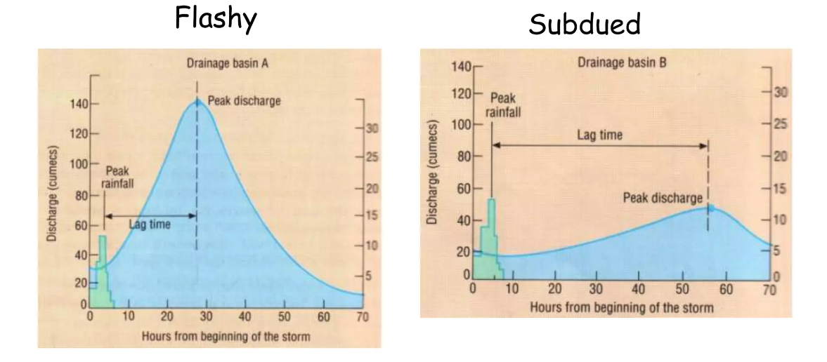 <ul><li><p>Long lag time</p></li><li><p>Gradually rising and falling limb</p></li><li><p>Lower flood risk</p></li><li><p>Low peak discharge</p></li></ul><p><strong><span>Rural areas with predominantly permeable rock increases infiltration and decreases surface runoff. This increases lag time. The peak discharge is also lower as it takes water longer to reach the river channel.</span></strong></p>