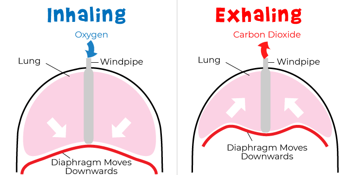 <p>The diaphragm acts as a _____________________</p><ul><li><p>bases of lungs lie on cranial surface </p></li><li><p>dome-shaped: relaxed </p></li><li><p>flattens: muscle contracts and enlarges volume of thorax</p></li></ul>