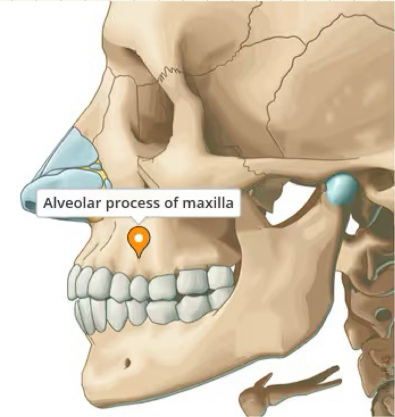 <p>maxilla</p>