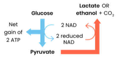 <p>1. Pyruvate converted to lactate (animals &amp; some bacteria) or ethanol (plants &amp; yeast)</p><p>2. Oxidising reduced NAD → NAD regenerated</p><p>3. So glycolysis can continue (which needs NAD) allowing continued production of ATP</p>