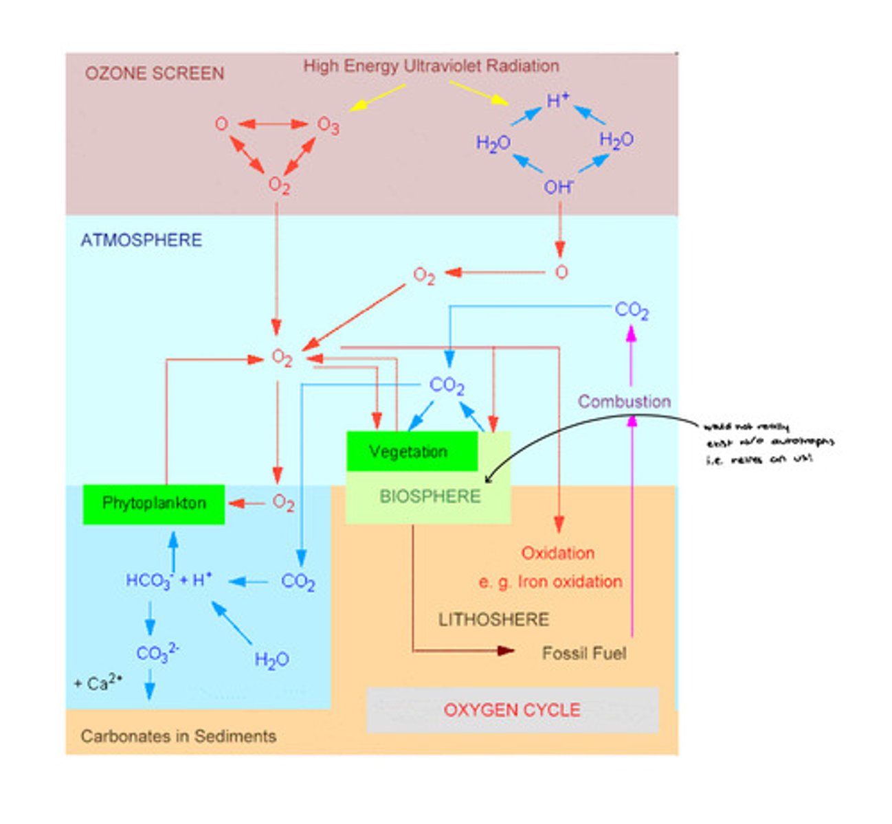 <p>Movement of oxygen between the atmosphere, plants, and lithosphere.</p>