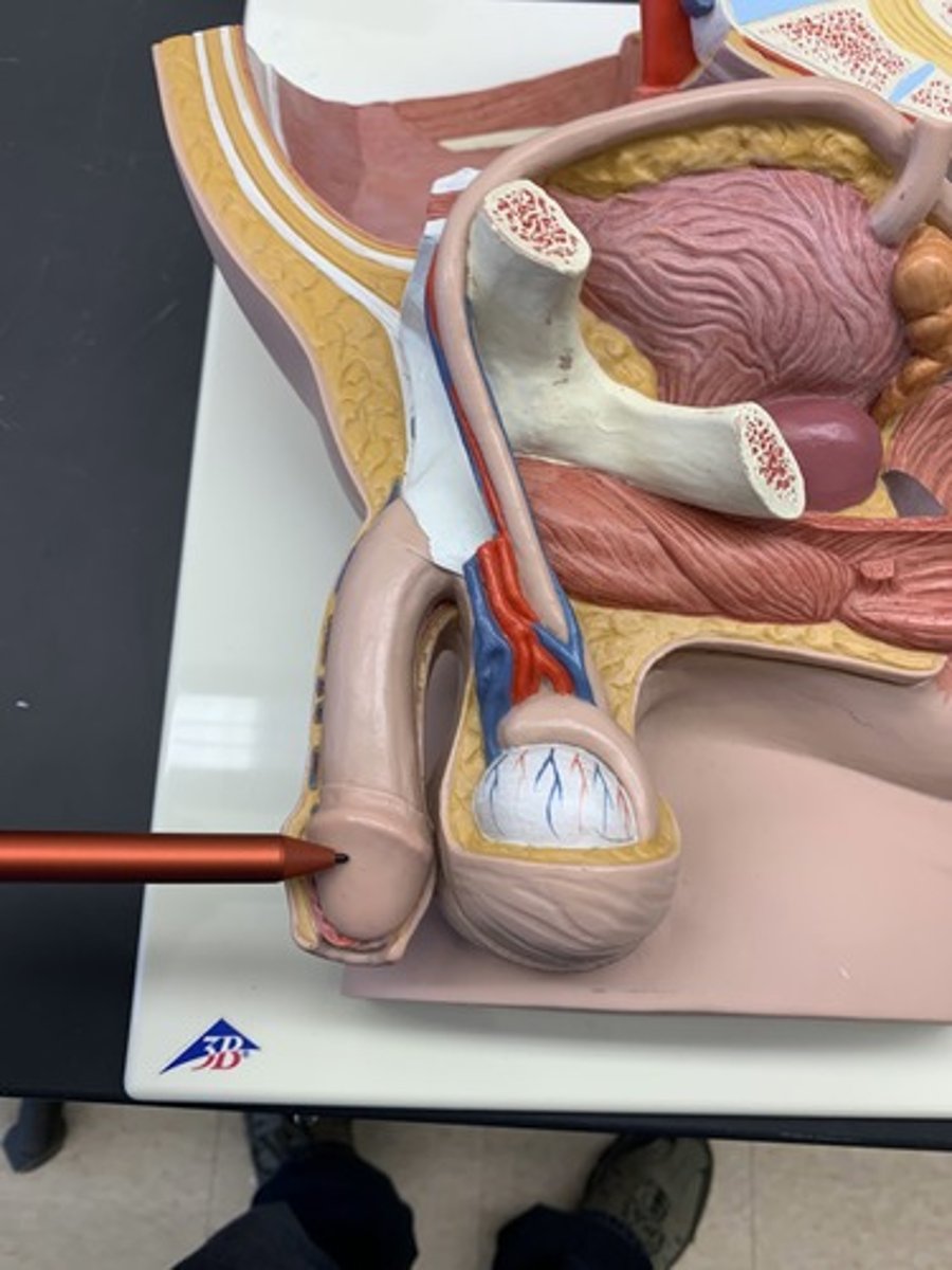 <p>the conical mass of erectile tissue that forms the head of the penis</p>