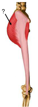 <p>Nom et caractéristiques de cette structure ?</p>