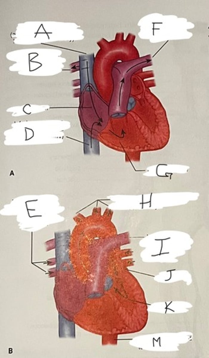 <p>M</p>
