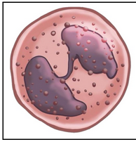 <ul><li><p><span style="background-color: transparent;"><span>Granulocyte = contain granules</span></span></p></li><li><p><span style="background-color: transparent;"><span>Bi-lobed nucleus</span></span></p></li><li><p><span style="background-color: transparent;"><span>Nucleus obscured by the density of overlying granules</span></span></p></li><li><p><span style="background-color: transparent;"><span>Cyotplasm filled with blue-purplish-staining granules (hence ‘baso-’)</span></span></p></li><li><p><span style="background-color: transparent;"><span>Lowest cell count in CBCs often read as zero</span></span></p></li><li><p><span style="background-color: transparent;"><span>Involved in allergic responses (contain heparin and histamine) and bacteria, fungi and viruses </span></span></p></li></ul><p></p>