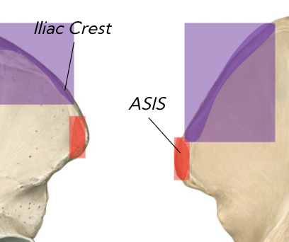 <p>bony point right on anterior aspect</p>