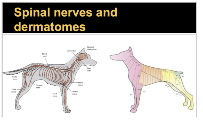 <ul><li><p><span style="line-height: 22.0875px;">Each spinal nerve innervates a slice of the body corresponding to where it comes off = <strong>dermatome </strong>&nbsp;</span></p><ul><li><p><span style="line-height: 22.0875px;">Each slice of the body is innervated by a single spinal nerve = its dermatome &nbsp;</span></p><ul><li><p><span style="line-height: 22.0875px;">“ a sensory unit of the skin that is innervated by a single spinal nerve” &nbsp;</span></p></li></ul></li><li><p><span style="line-height: 22.0875px;">Useful diagnostically: if a patient can't feel a pinpoint at a given body site, you can map what nerve is injured and where the injury is&nbsp;</span></p></li></ul></li></ul><p></p>