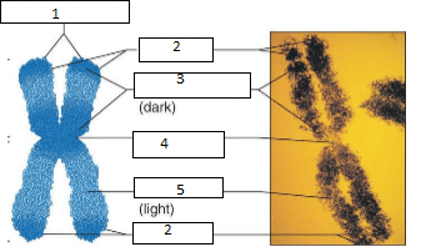 <p>Fill the blanks</p>