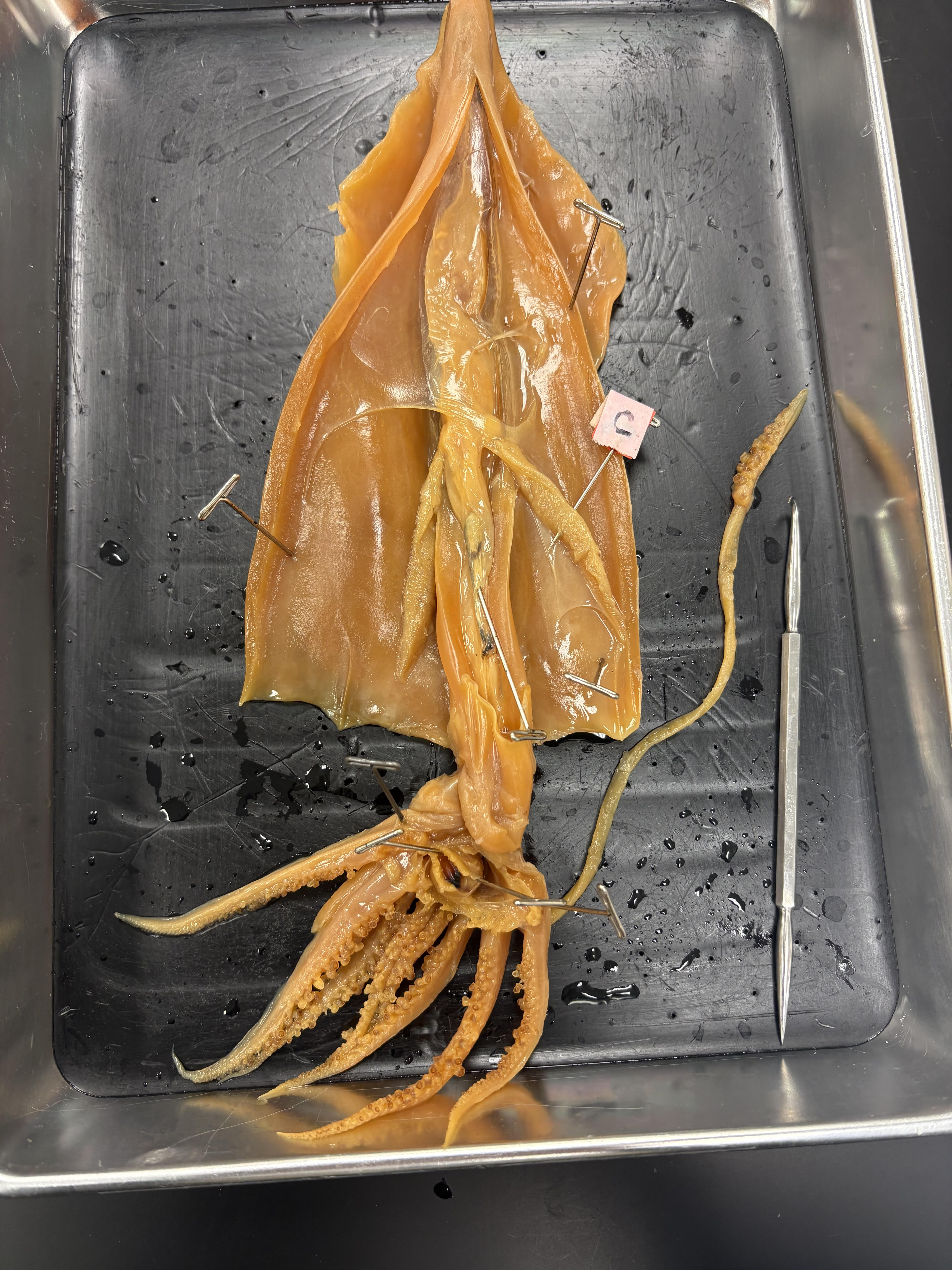 <p>what is C in this cephalopod?</p>