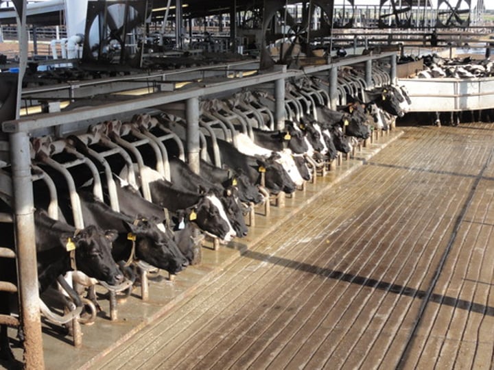 <p>A term used to describe animals being bred, bought and sold as property of farmers.</p>