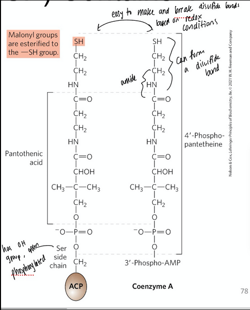 <ul><li><p><span style="background-color: transparent;">Incredibly similar structure</span></p></li><li><p><span style="background-color: transparent;">And are great leaving groups</span></p></li><li><p><span style="background-color: transparent;">The acyl carrier protein (ACP) itself is not a leaving group; instead, it carries an acyl group attached to its phosphopantetheine (PPT) arm via a thioester bond</span></p></li></ul><p></p>