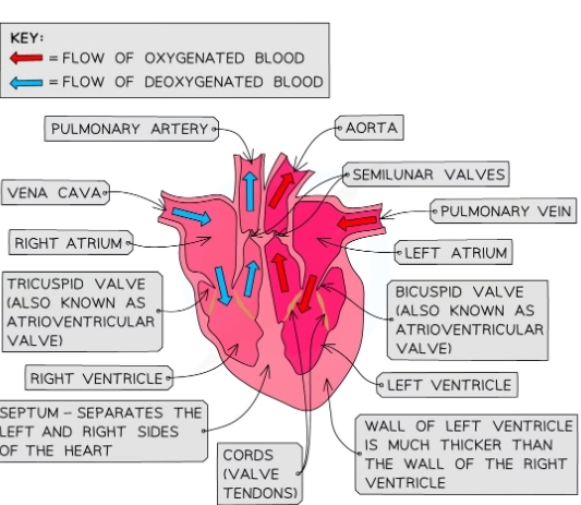 * Divided into four chamber 
  * Top 2 chambers are the atria
  * The bottom 2 chambers are ventricles
* Left and right sides of the heart are separated by a wall of muscular tissue called the septum
* Protected in the chest cavity by the pericardium, a tough and fibrous sac