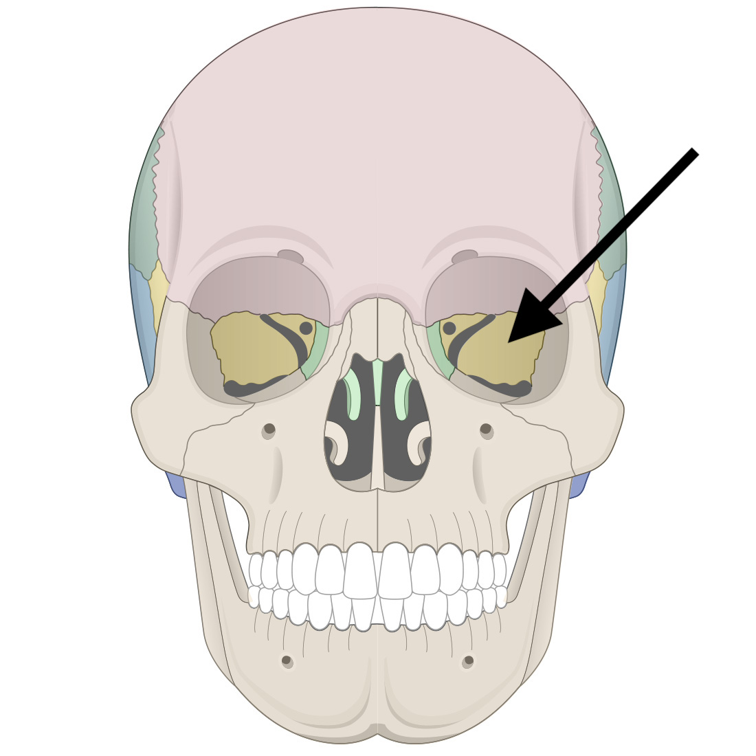<p>Name the bone</p>