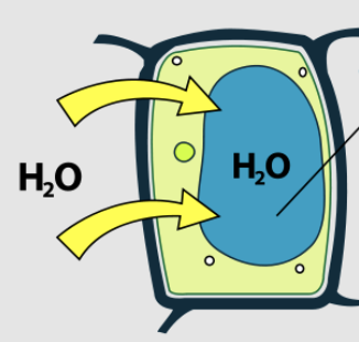 <p>what type of solution is this plant cell in?</p><p>what state is this plant cell in?</p><p>what is the black line pointing to?</p>