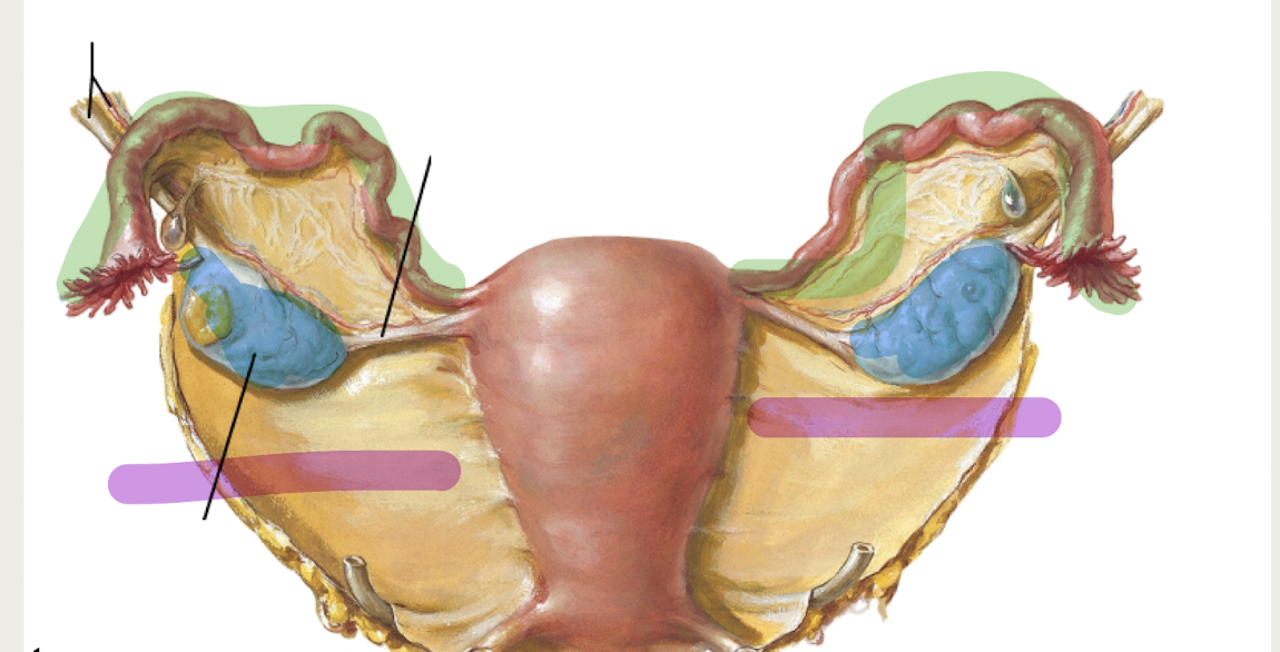 <p>Part of peritoneum of uterus; includes <strong>Mesometrium, Mesovarium, Masosalpinx</strong></p>