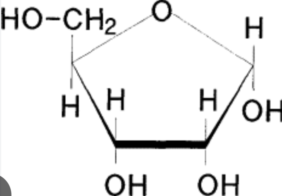 <p>A pentose monosaccharide found in RNA, ATP, and NAD.</p>