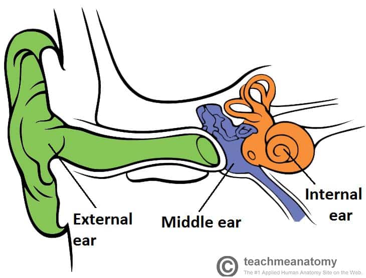 <p><span>What are the three parts of the ear?</span></p>