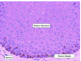 <p>“base layer”</p><ul><li><p>Primarily basal cells (<mark data-color="yellow">mitotic cells</mark>)</p></li><li><p>A single layer of cuboidal to columnar cells</p></li><li><p>Melanocytes and Merkel cells</p></li></ul>