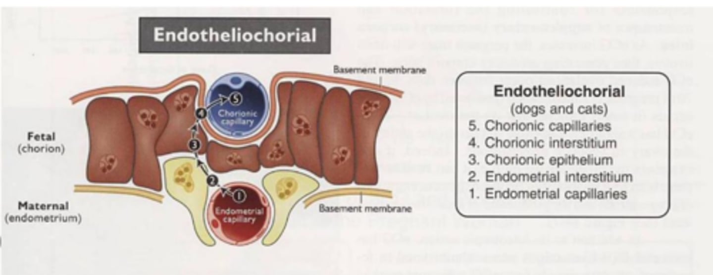 <p>5 layers</p><p>semi-invasive</p><p>complete erosion of endometrial epithelium and underlying interstitium - maternal capillaries are directly exposed</p>