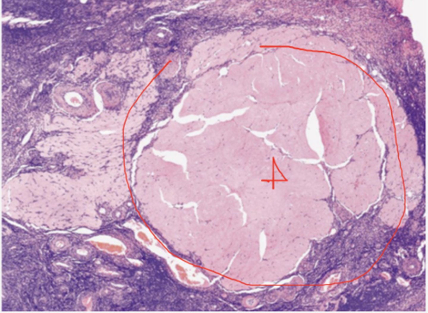 <p>identify the structure</p>