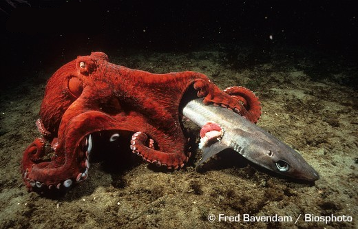 <p>Cephalopods</p>