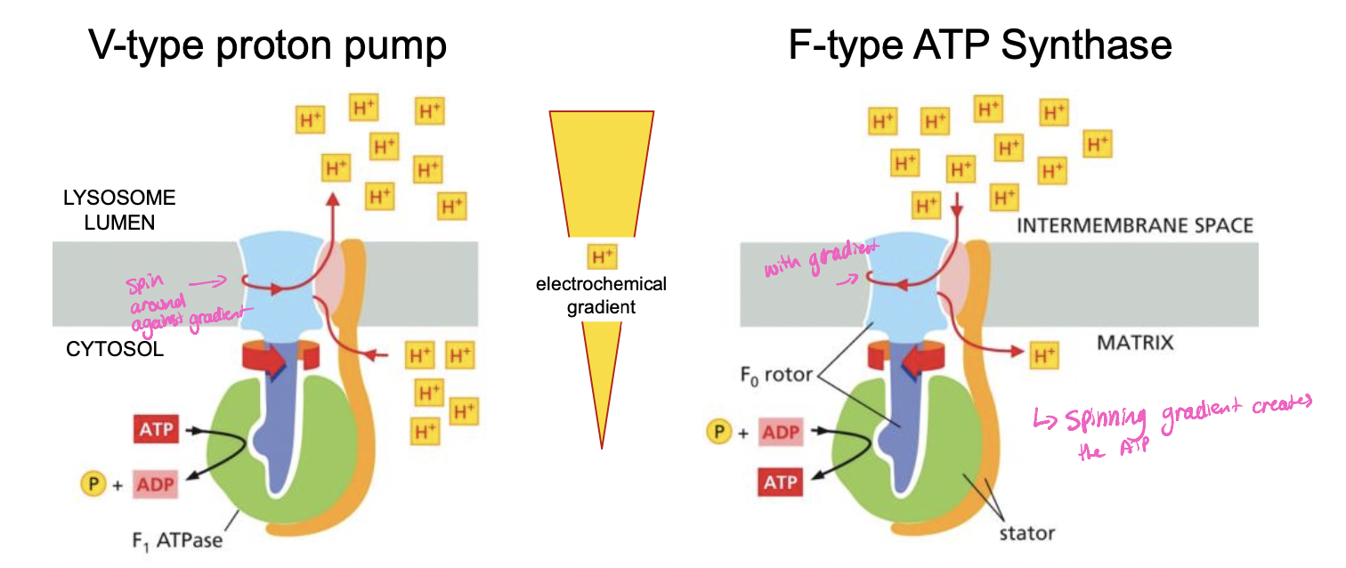 V: uses atp to pump H+ against gradient

F: uses H+ gradient to generate ATP

\
