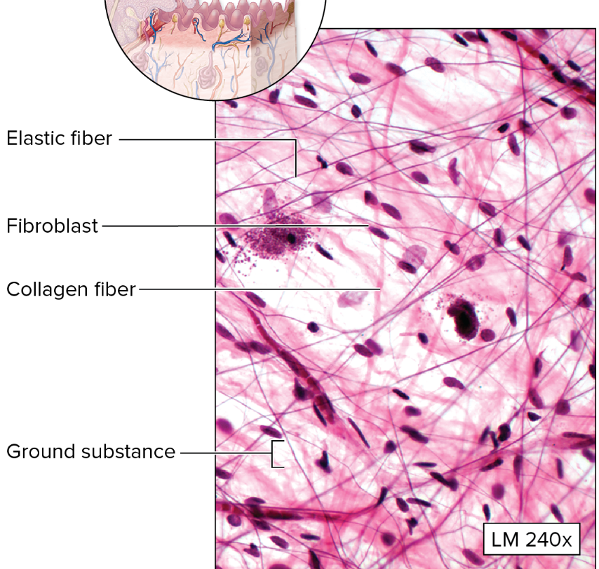 <p>What is the function of loose (areolar) connective tissue?</p>