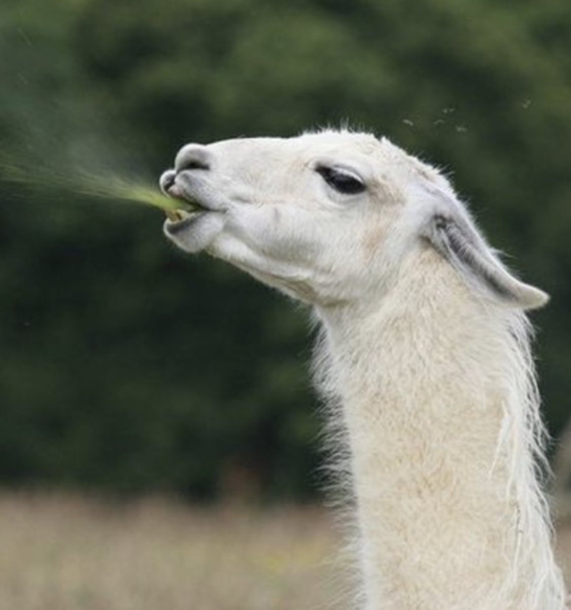 <p>May require sedation</p>