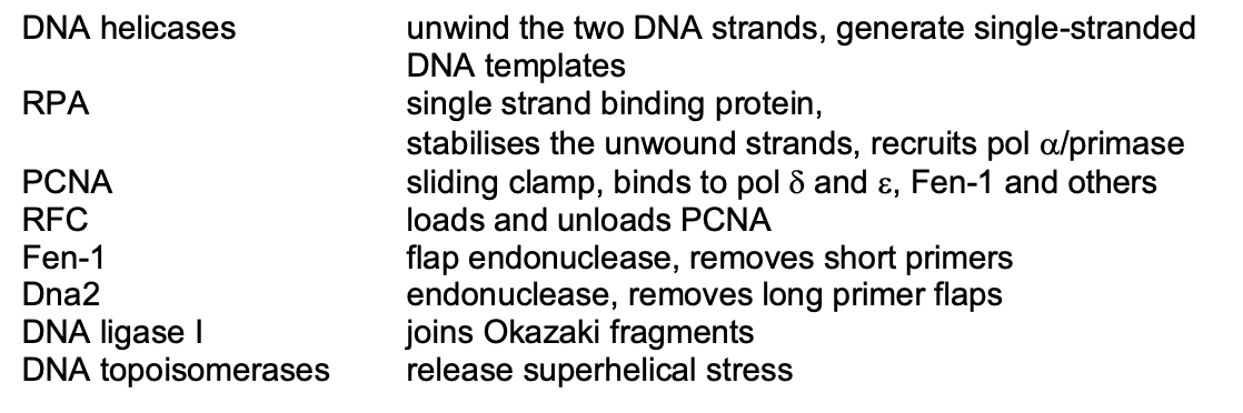 <ol><li><p>DNA helicases→ unwind the two DNA strands, generate ssDNA templates</p></li><li><p>RPA→ single strand binding protein, stabilities the unwound strands, recruits pol alpha/primase</p></li><li><p>PCNA→ sliding clamp, binds&nbsp; to pol gamma and epsilon, Fen-1 and others</p></li><li><p>RFC→ loads and unloads PCNA</p></li><li><p>Fen-1→ flap endonnuclease, removes sort primers</p></li><li><p>Dna2→ endonuclease, removes long primer flaps</p></li><li><p>DNA ligase I→ joins Okazaki fragments</p></li><li><p>DNA topoisomerases→ release superhelical stress</p></li></ol><p></p>