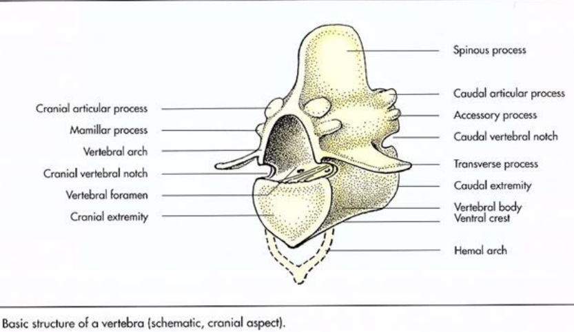 <p>Vinklen og størrelsen af articulationsfladerne på processi articularis cran og caudalis, er bestemmende for bevægelsen mellem vertebrae.</p>