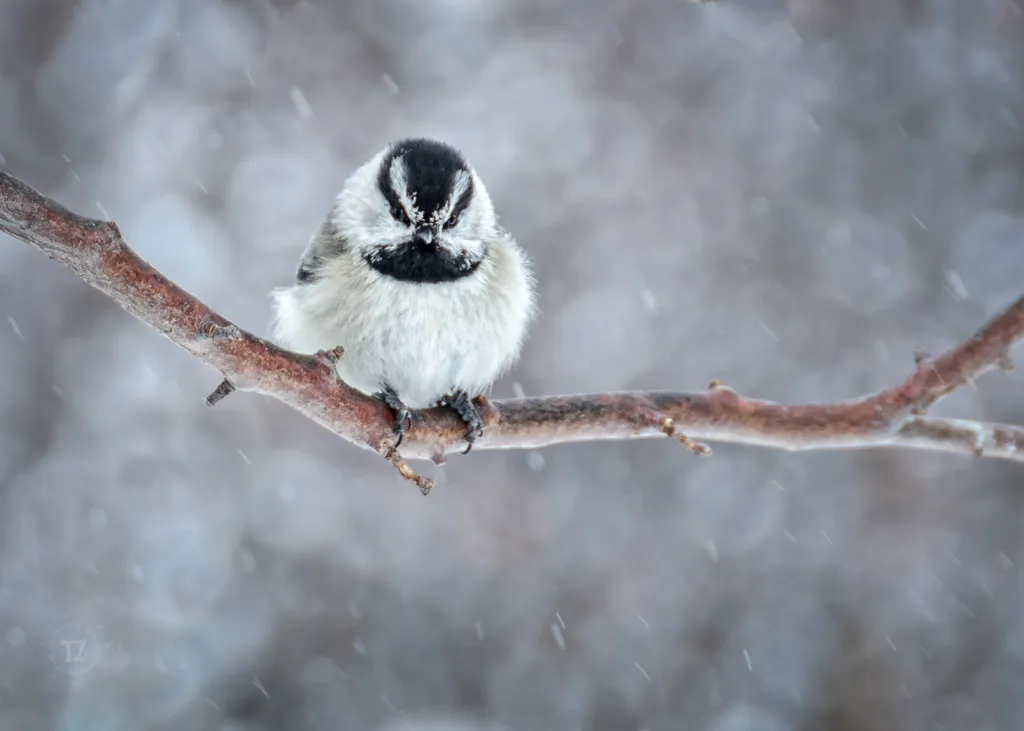 <p><em>Mountain</em> Chickadee</p>